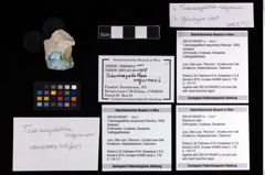Foto (Objekt + Etikett) von Brachyura indet.  (NHMW-GEO-2007z0149-0407b)